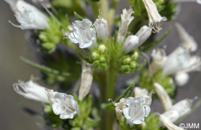 Echium onosmifolium