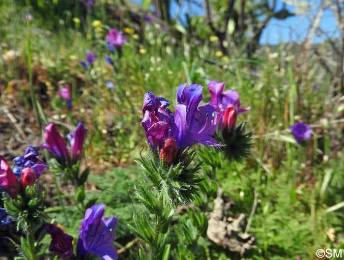 Echium plantagineum