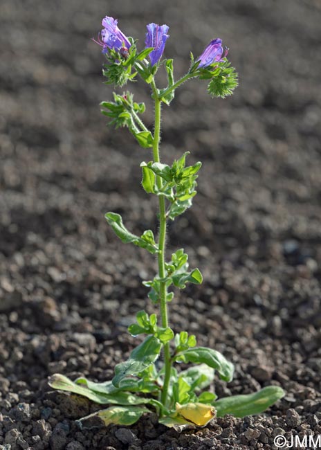 Echium plantagineum