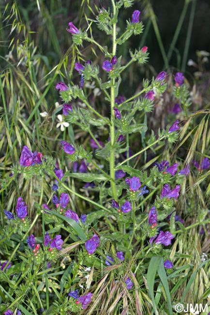 Echium plantagineum