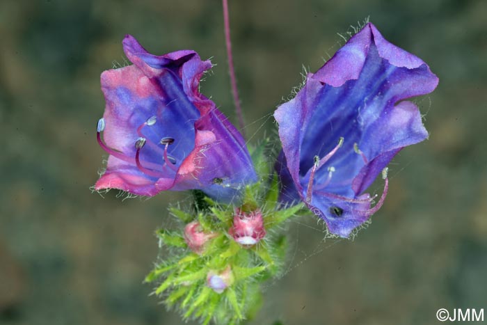 Echium plantagineum