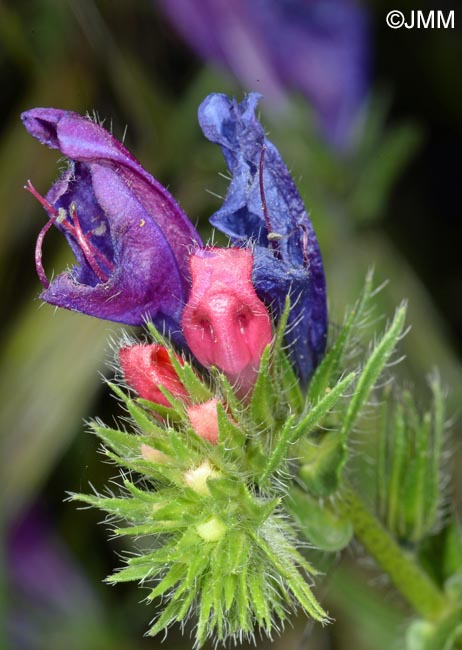 Echium plantagineum