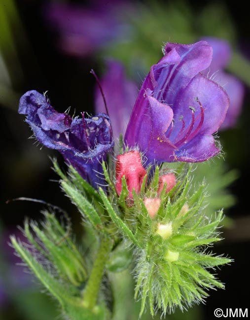 Echium plantagineum