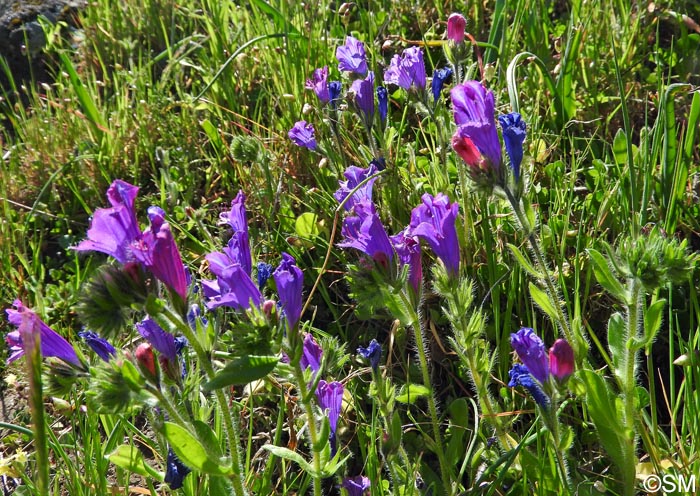 Echium plantagineum