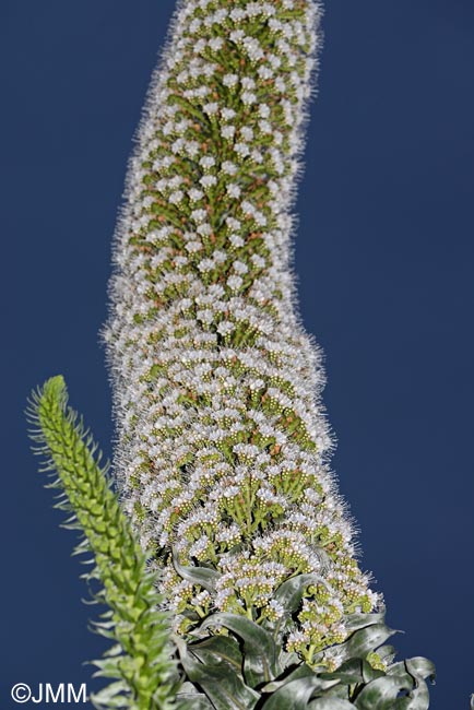 Echium simplex