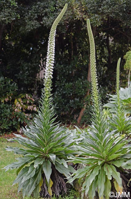 Echium simplex