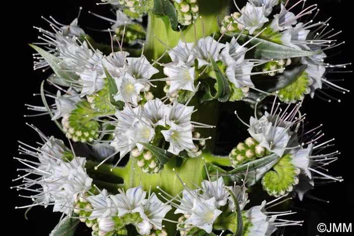 Echium simplex