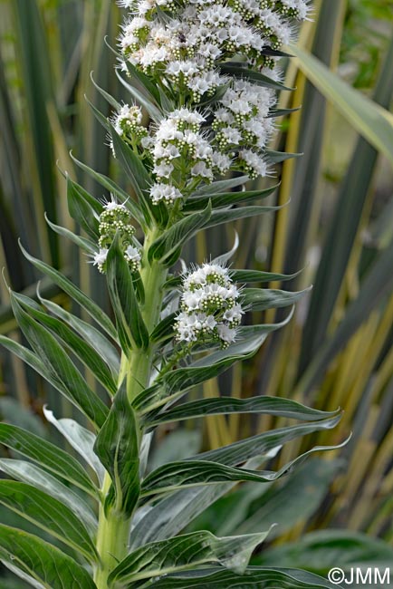 Echium simplex