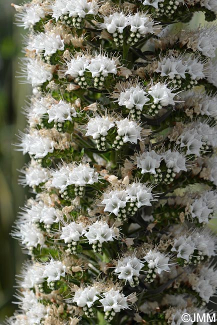 Echium simplex