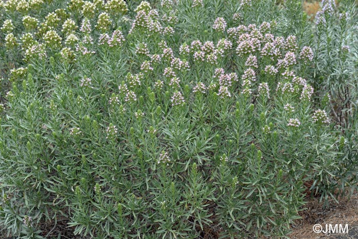 Echium sp.