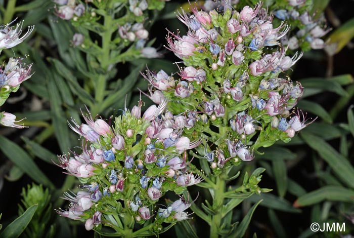 Echium sp.