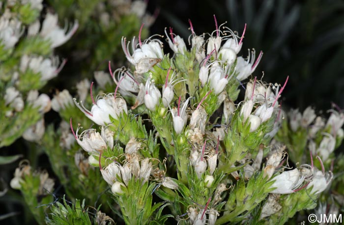 Echium sp.