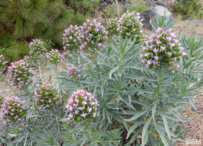 Echium sp.