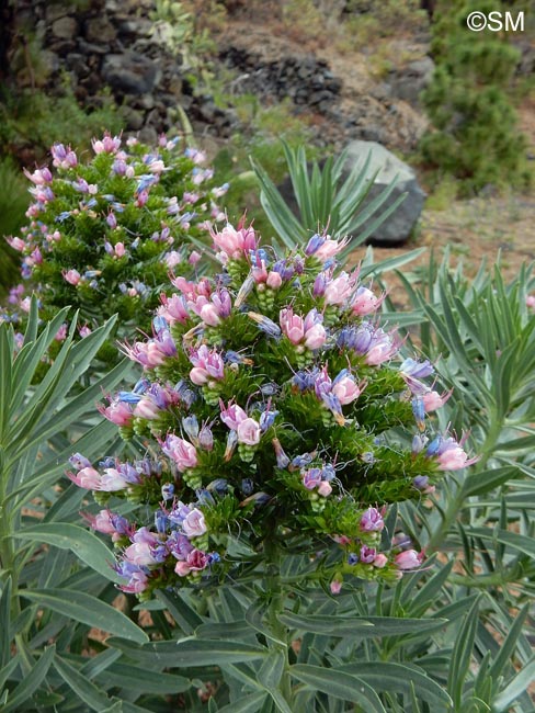 Echium sp.