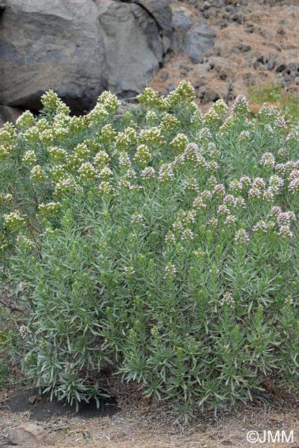 Echium sp.