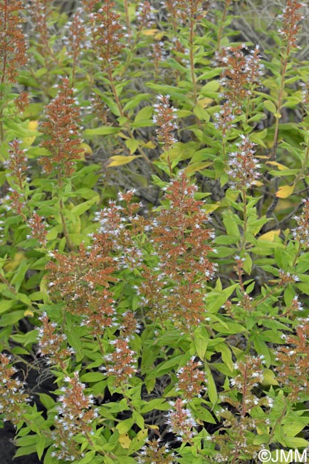 Echium strictum subsp. strictum