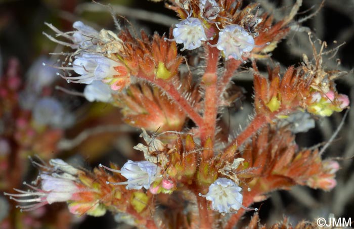 Echium strictum subsp. strictum