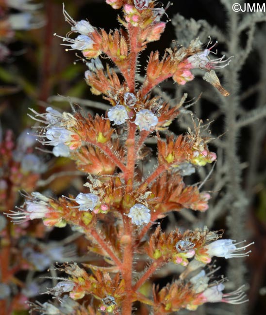 Echium strictum subsp. strictum