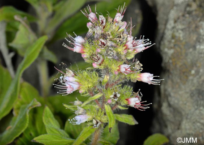 Echium strictum subsp. exasperatum