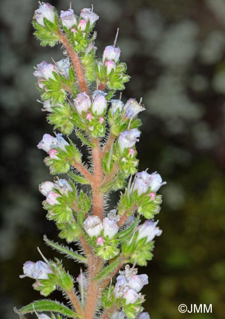 Echium strictum subsp. exasperatum