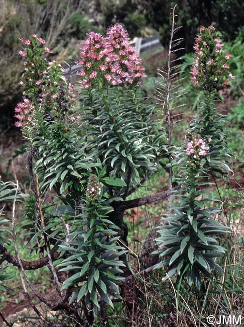 Echium virescens