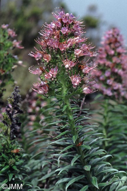 Echium virescens