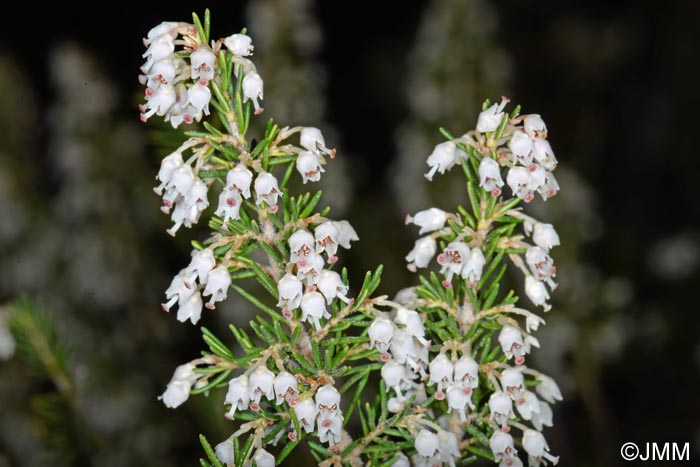 Erica arborea