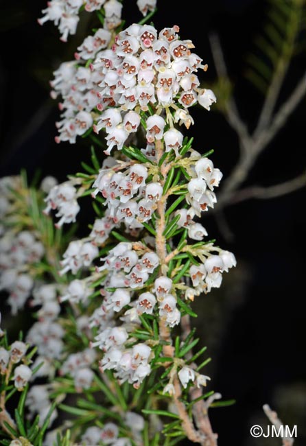 Erica arborea