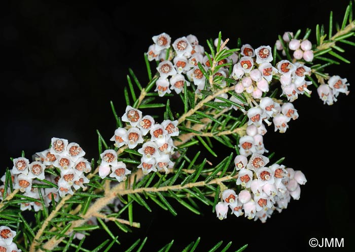 Erica arborea