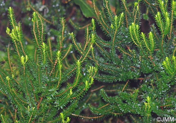 Erica platycodon = Erica scoparia subsp. platycodon