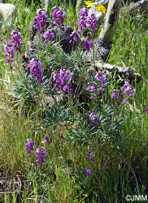 Erysimum albescens