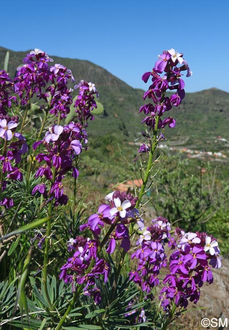 Erysimum albescens