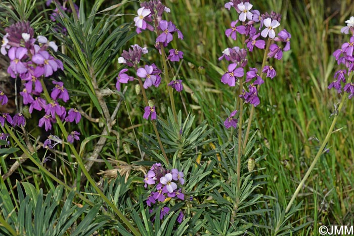 Erysimum albescens