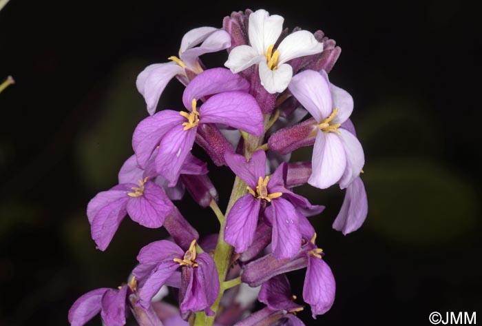 Erysimum albescens