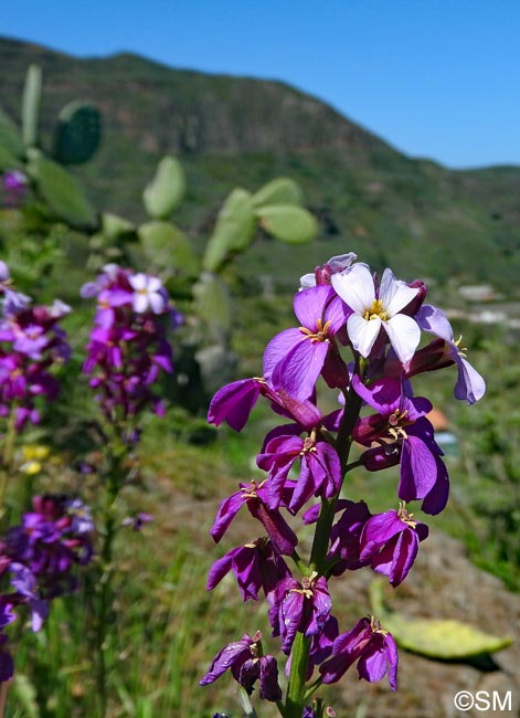 Erysimum albescens