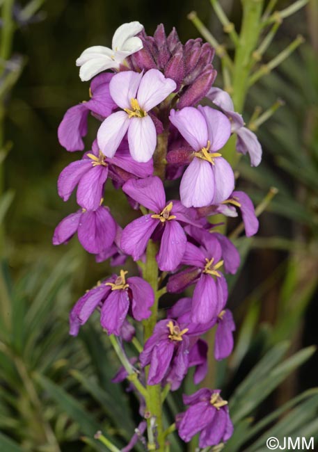 Erysimum albescens