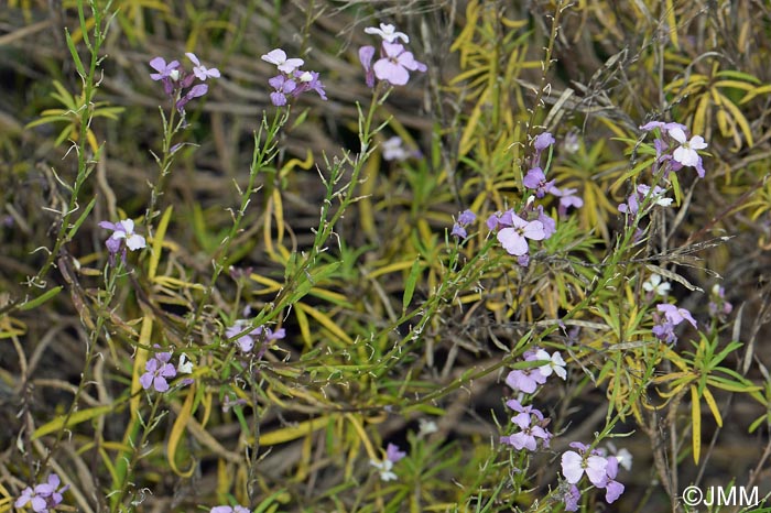 Erysimum bicolor