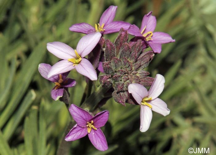 Erysimum scoparium