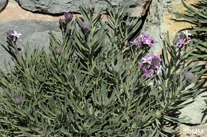 Erysimum scoparium