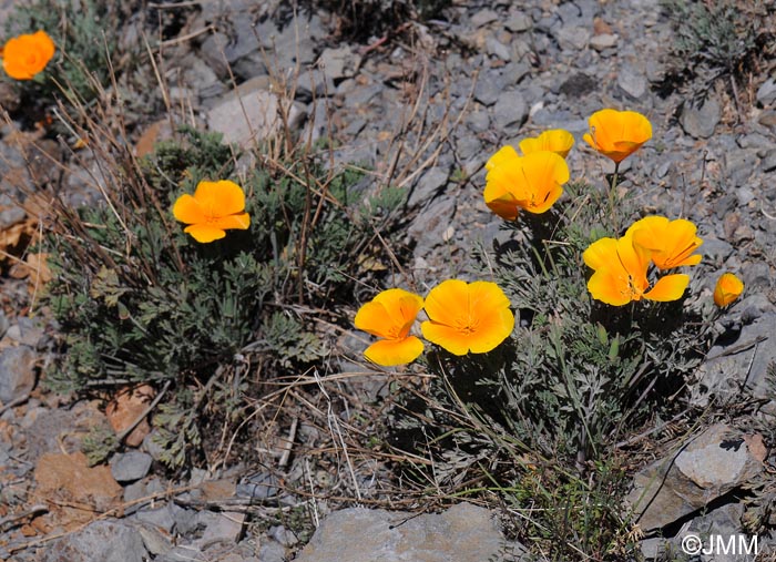 Eschscholzia californica