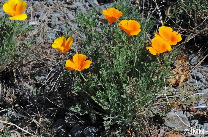 Eschscholzia californica