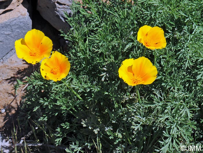 Eschscholzia californica