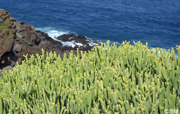 Euphorbia aphylla