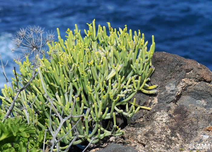 Euphorbia aphylla