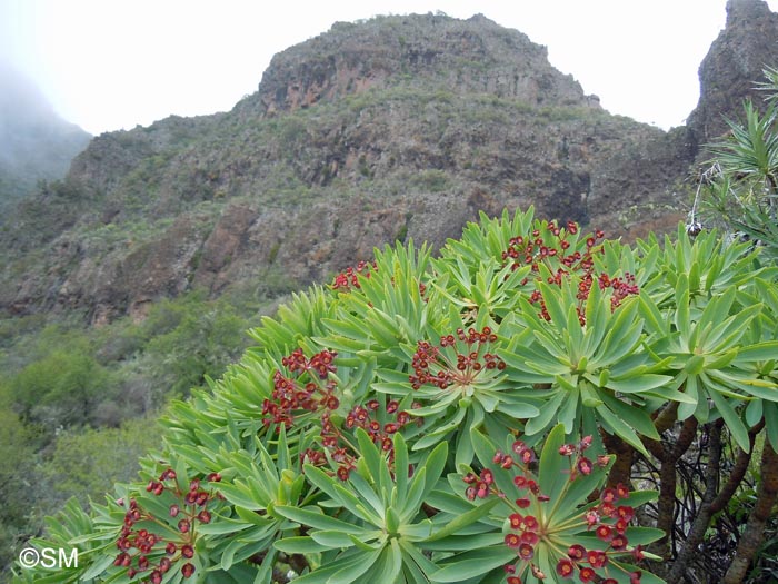 Euphorbia atropurpurea