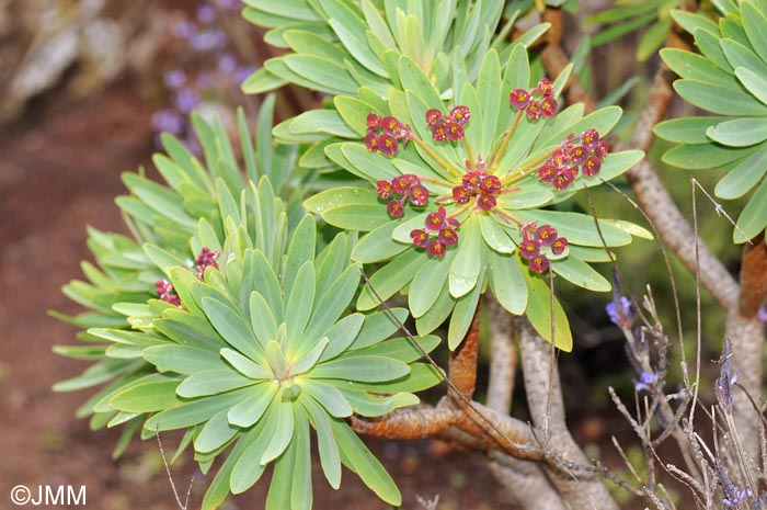 Euphorbia atropurpurea