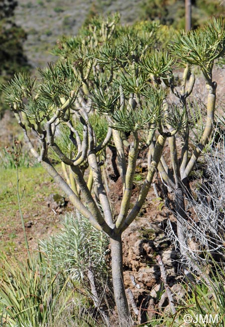 Euphorbia atropurpurea