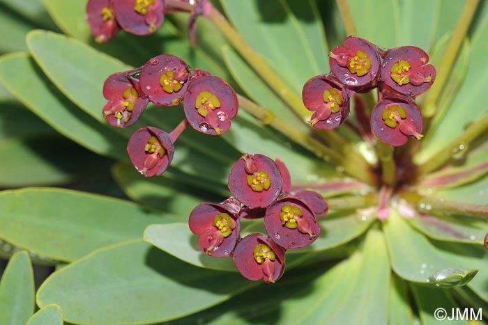 Euphorbia atropurpurea