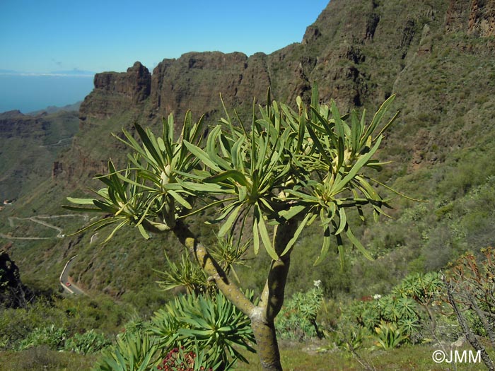 Euphorbia atropurpurea