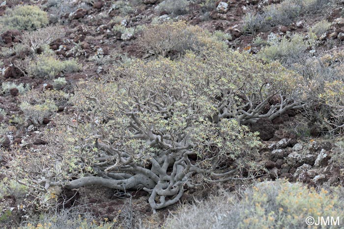 Euphorbia balsamifera